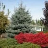 Fat Albert Colorado Blue Spruce -Lanscapes Store Fat albert Blue Spruce FGT 600x600 2967f4b7 777d 4dcb 9133 7fce04685aca