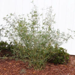 Fernleaf Bamboo -Lanscapes Store FernleafMultiplexBamboo 1