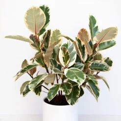 Ficus Tineke -Lanscapes Store Ficus tineki 1