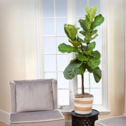 Monstera Deliciosa And Fiddle Leaf Fig Combo 9 Monstera Deliciosa And Fiddle Leaf Fig Combo -Lanscapes Store Fiddle Leaf Fig 2 FGT
