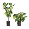 Monstera Deliciosa And Fiddle Leaf Fig Combo 2 Monstera Deliciosa And Fiddle Leaf Fig Combo -Lanscapes Store Fiddle Swiss Combo 3GMon 3 4 Fig 600x600 1c3c9ad7 692d 418a b0f3 48f3822268e1