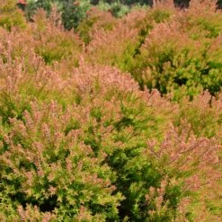 Fire Chief™ Thuja Shrub -Lanscapes Store Fire Chief Arborvitae 4
