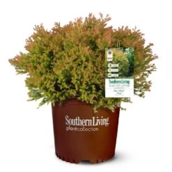 Fire Chief™ Thuja Shrub -Lanscapes Store Fire Chief Arborvitae 5