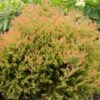 Fire Chief™ Thuja Shrub -Lanscapes Store Fire Chief Arborvitae FGT 600x600 37a959d3 8432 48d1 a13c 2918104cceee