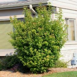 Flame Amur Maple 11 Flame Amur Maple -Lanscapes Store Flame Amur 2