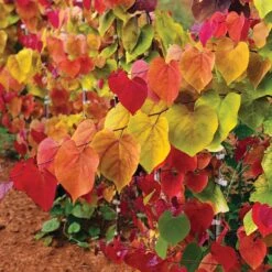 Flame Thrower® Redbud Tree -Lanscapes Store Flame Thrower Redbud 2