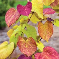 Flame Thrower® Redbud Tree -Lanscapes Store Flame Thrower Redbud 3
