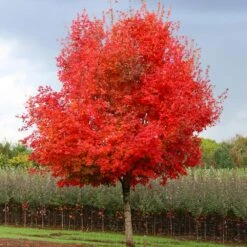 Flashfire® Maple Tree 9 Flashfire® Maple Tree -Lanscapes Store Flashfire Maple 1