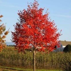 Flashfire® Maple Tree 10 Flashfire® Maple Tree -Lanscapes Store Flashfire Maple 2