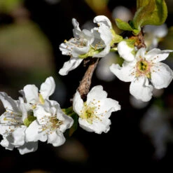 Flavor Queen Pluot® -Lanscapes Store Flavor Queen Pluot 3