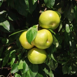 Flavor Queen Pluot® -Lanscapes Store Flavor Queen Pluot 4