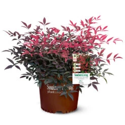 Flirt™ Nandina Shrub -Lanscapes Store Flirt Nandina 5