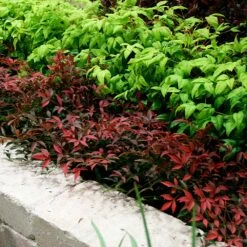 Flirt™ Nandina Shrub -Lanscapes Store Flirt Nandina BB 2