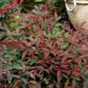 Flirt™ Nandina Shrub 1 Flirt™ Nandina Shrub -Lanscapes Store Flirt Nandina FGT 600x600 c6f1b96c ea7c 42fb ad5c 9b651418a0af