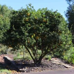 Hardy Orange Tree 'Flying Dragon' -Lanscapes Store Flying Dragon Trifoliate orange 11 FGT