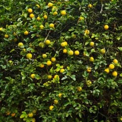 Hardy Orange Tree 'Flying Dragon' -Lanscapes Store Flying Dragon Trifoliate orange 2