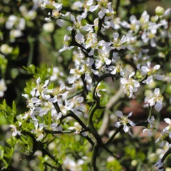 Hardy Orange Tree 'Flying Dragon' -Lanscapes Store Flying Dragon Trifoliate orange 3 FGT