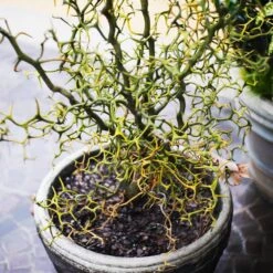 Hardy Orange Tree 'Flying Dragon' -Lanscapes Store Flying Dragon Trifoliate orange 7