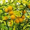 Hardy Orange Tree 'Flying Dragon' -Lanscapes Store Flying Dragon Trifoliate orange FGT 600x600 01172a27 1707 4e05 99b7 c2188e0645c2