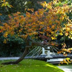 Forest Pansy Redbud 11 Forest Pansy Redbud -Lanscapes Store Forest Pansy Redbud 2