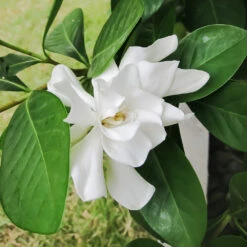 Four Seasons Gardenia Shrub -Lanscapes Store FourSeasons Gardenia 2