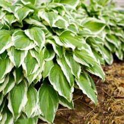 Francee Hosta Plant -Lanscapes Store Francee Hosta 1
