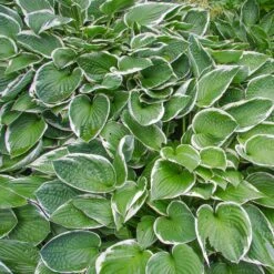 Francee Hosta Plant -Lanscapes Store Francee Hosta 2
