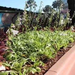 Francee Hosta Plant -Lanscapes Store Francee Hosta 3