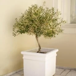 Frantoio Olive Tree 8 Frantoio Olive Tree -Lanscapes Store Frantoio Olive FGT