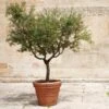 Frantoio Olive Tree -Lanscapes Store Frantoio Olive FGT 600x600 ae78b264 02f3 4f9c a62c 4757ae262c9c