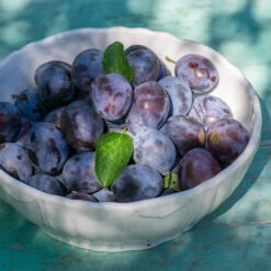 French Prune Tree 9 French Prune Tree -Lanscapes Store French Prune Plum 3