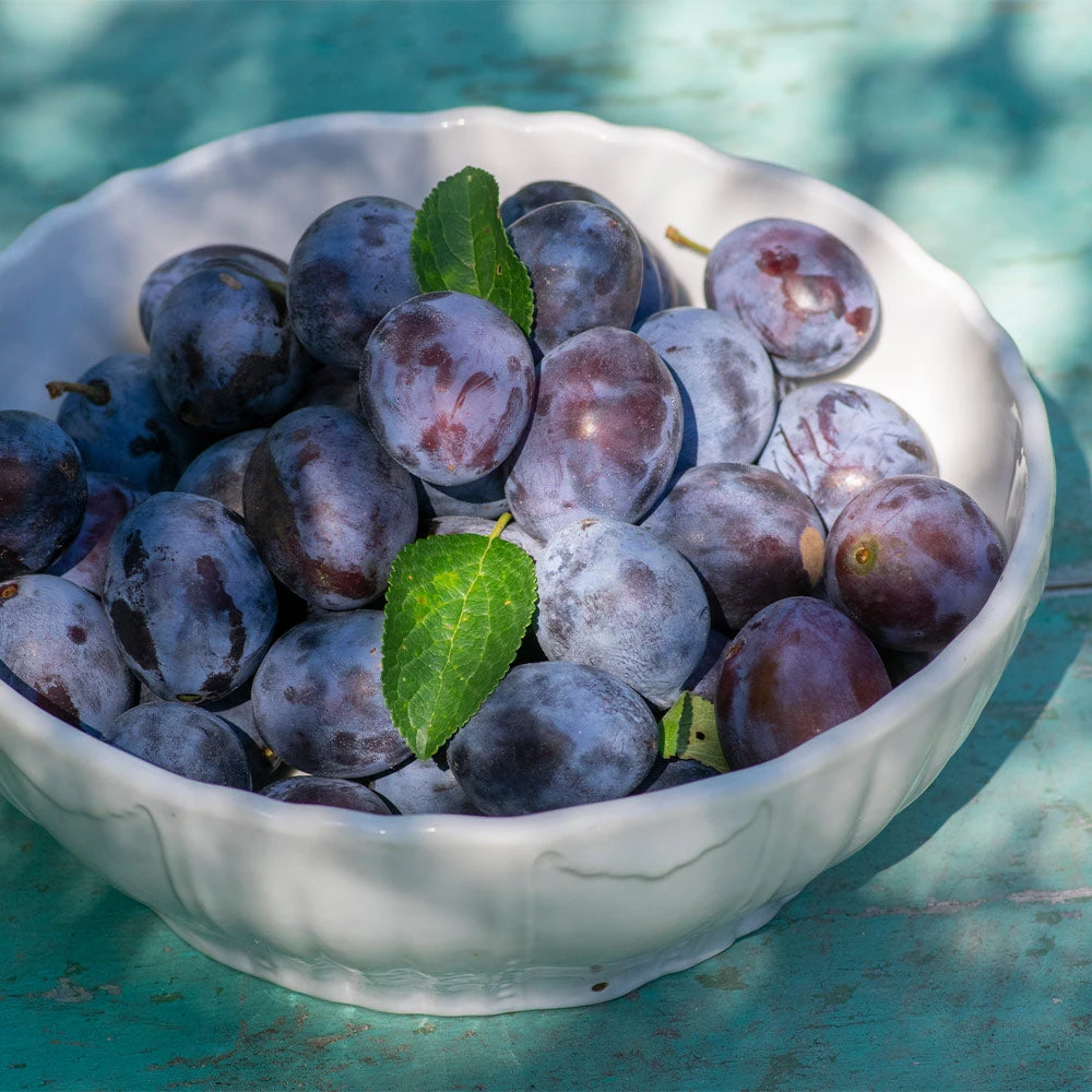 French Prune Tree 6 French Prune Tree - Image 4