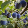 French Prune Tree 2 French Prune Tree -Lanscapes Store French Prune Plum 3 600x600 a3c97408 0735 4967 8350 f98df95f31c7