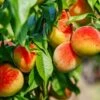 Frost Proof Peach Tree