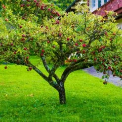 Fuji Apple Tree - USDA Organic 10 Fuji Apple Tree - USDA Organic -Lanscapes Store Fuji Apple 6