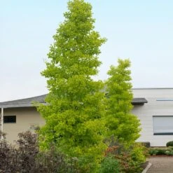 Goldspire™ Ginkgo Tree 9 Goldspire™ Ginkgo Tree -Lanscapes Store GOldspire Ginkgo Tree 2 FGT