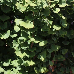 Goldspire™ Ginkgo Tree 11 Goldspire™ Ginkgo Tree -Lanscapes Store GOldspire Ginkgo Tree 8