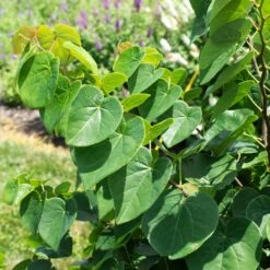 Garden Gems® Emerald Redbud Tree -Lanscapes Store Garden Gems Emerald 1