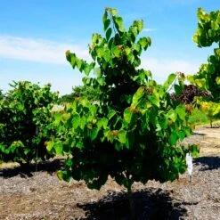 Garden Gems® Emerald Redbud Tree -Lanscapes Store Garden Gems Emerald 3