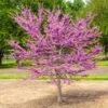 Garden Gems® Emerald Redbud Tree 2 Garden Gems® Emerald Redbud Tree -Lanscapes Store Garden Gems Emerald FGT 600x600 d1ef7a36 461c 405e b528 c0ebf54f8deb