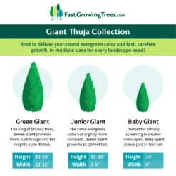 Junior Giant Thuja Tree -Lanscapes Store GiantThujaCollectionGraphic 46da212d 75c4 4b15 9d43 0f7dc11664cd