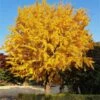 Ginkgo Tree -Lanscapes Store Ginkgo Biloba FGT 600x600 61bac425 aa4b 44dc b9db d01bc72b3e12