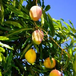 Salsa Kit -Lanscapes Store Glenn Mango 6