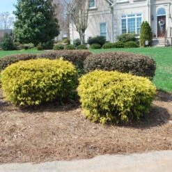 Gold Mop Cypress -Lanscapes Store Gold Mop Cypress 1 FGT