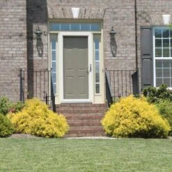 Gold Mop Cypress -Lanscapes Store Gold Mop Cypress 2 FGT