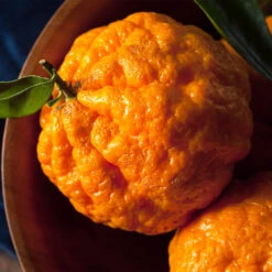 Gold Nugget Mandarin Tree 10 Gold Nugget Mandarin Tree -Lanscapes Store Gold Nugget Manderine Tree 4 FGT