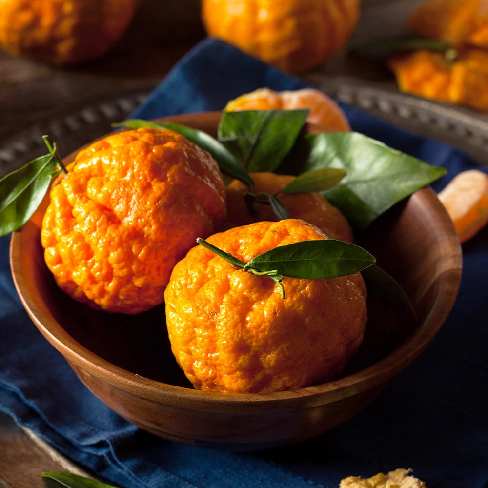 Gold Nugget Mandarin Tree 4 Gold Nugget Mandarin Tree - Image 2