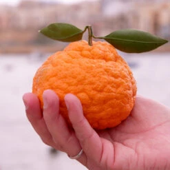 Gold Nugget Mandarin Tree 9 Gold Nugget Mandarin Tree -Lanscapes Store Gold Nugget Manderine Tree 7