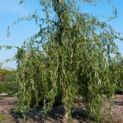 Golden Curls' Corkscrew Willow -Lanscapes Store Golden Curls Willow 1