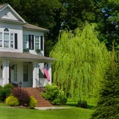 Golden Curls' Corkscrew Willow -Lanscapes Store Golden Curls Willow 4